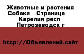 Животные и растения Собаки - Страница 2 . Карелия респ.,Петрозаводск г.